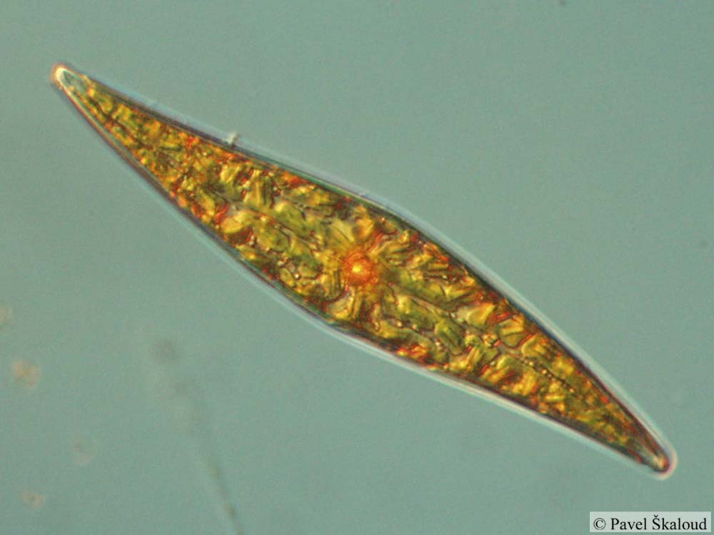 Представитель Семейства Pleurosigmataceae